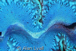 Clam mantle - Canon EOS350D; EF-S 18-55mm (set at 55mm); ... by Alan Lyall 